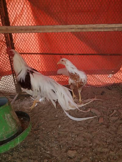 Yokohama Chicken Pair