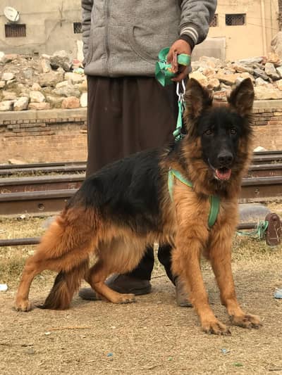 German shepherd dubble coat female for sale