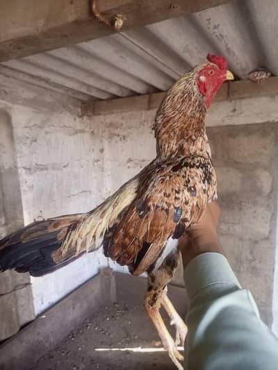 mianwali madiya patha