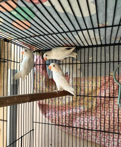 albino split ino 3 pc for sale