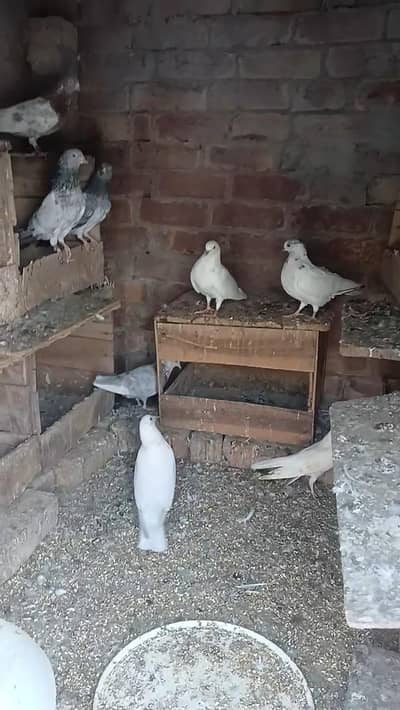 feropuri,teddy and golden.