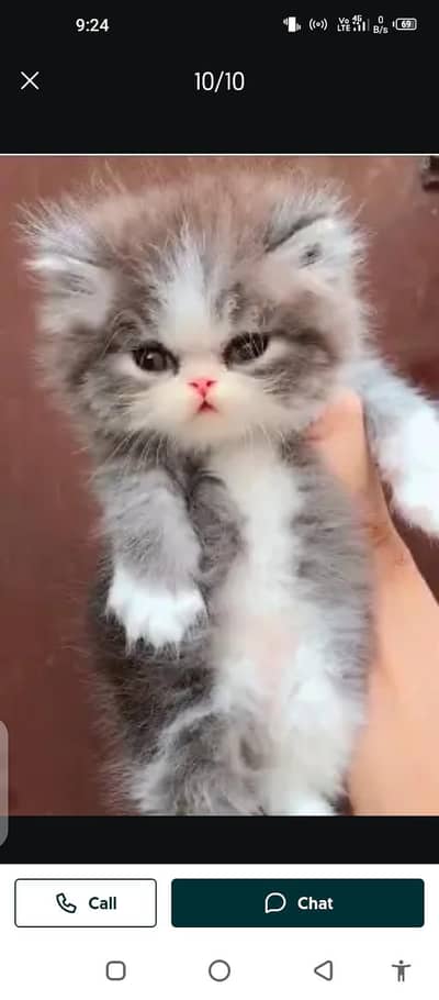 Persian cat for sale male or female my WhatsApp 03292663=231