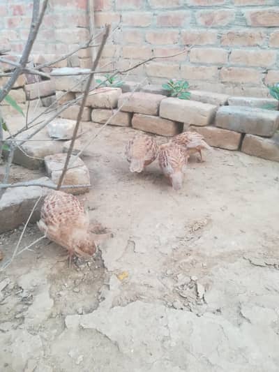 Long Neck Ducks | Goose Pair | Breeder pair | Duck pair for sale