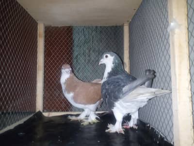 Fancy pigeon pair for sale