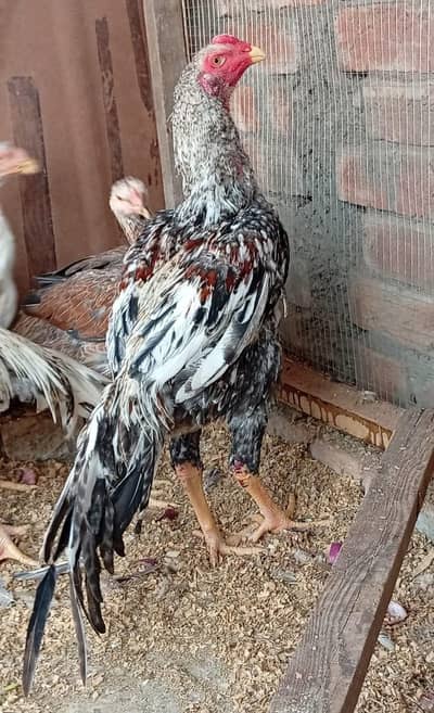 parrot beak cross shamo aseel patha