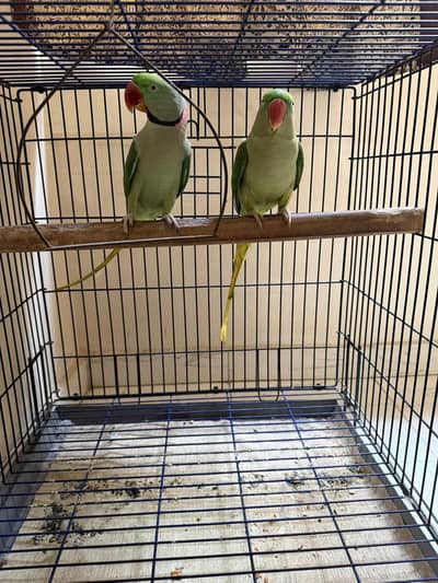 Raw Parrot breeder Pair