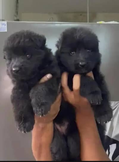 top show class quality black gsd proper long coat pair pappy for sale