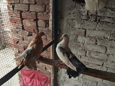 lucky males 03094196420