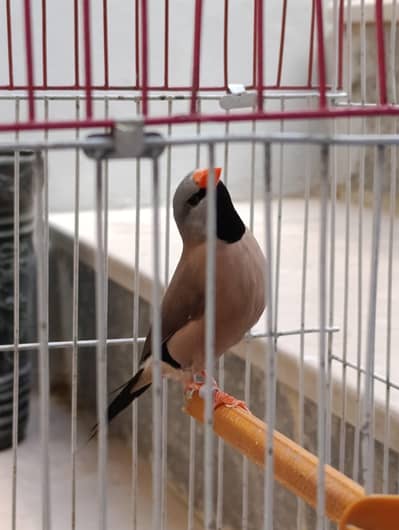 Shafttail longtail finch male available