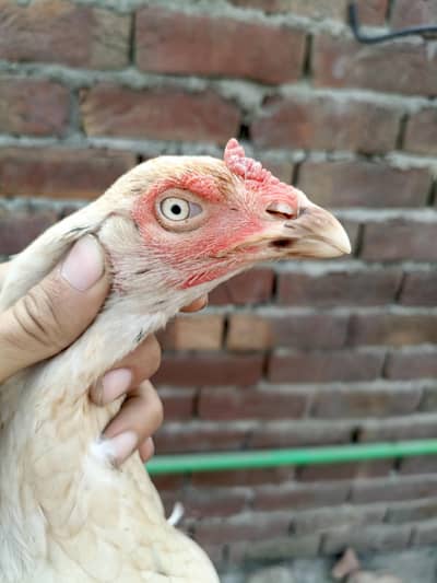 Mahshallah High Quality Pakoye Female 10k