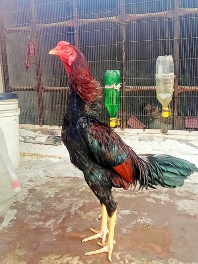 Pure Mianwali Old Blood Line Patha.