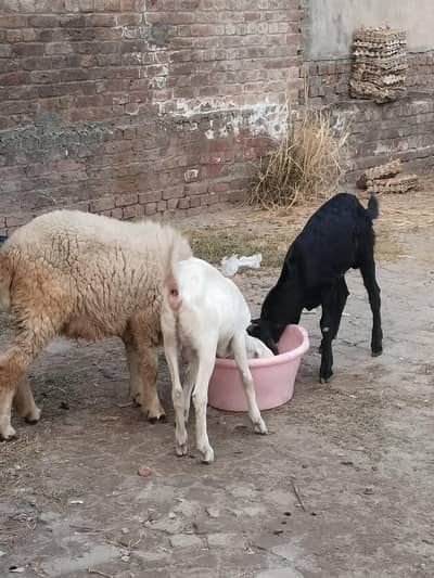 rajhanpuri jora for sale