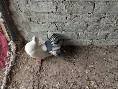 Black tail | white |  lucky males 03094196420