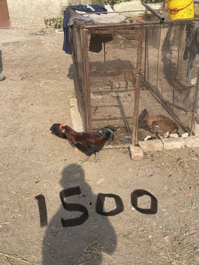 Aseel Mian wali breed