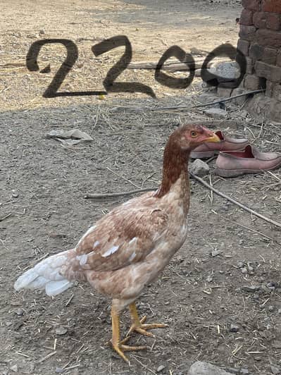 Aseel Mian wali breed