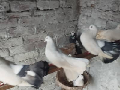 Black tail | white |  lucky males 03094196420