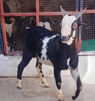 tady bakry  naar  qubani 2026