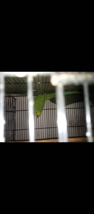 Mitthu healthy n active female. Red eye fishri pair