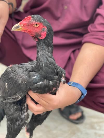 Pakistani Aseel | old bloodline Male | Aseel hen | Male for sale