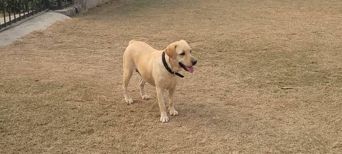 young British Labrador
