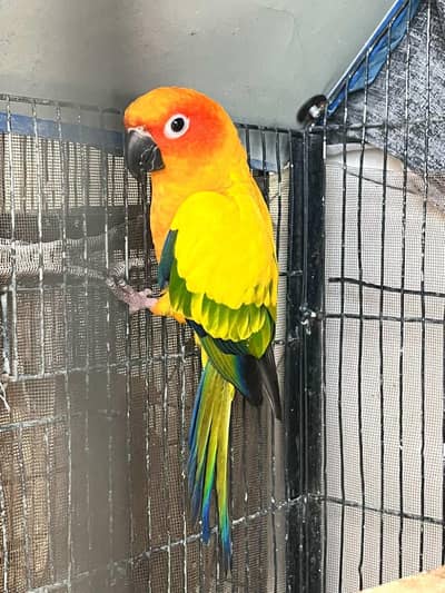 Sunconure Healthy and active pair DNA confirm