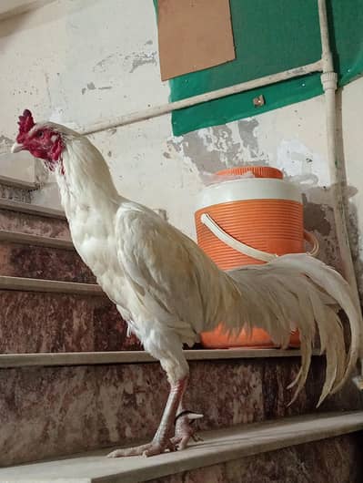 MashaAllah long height healthy and active