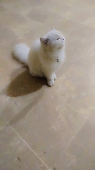 persion cat for sell