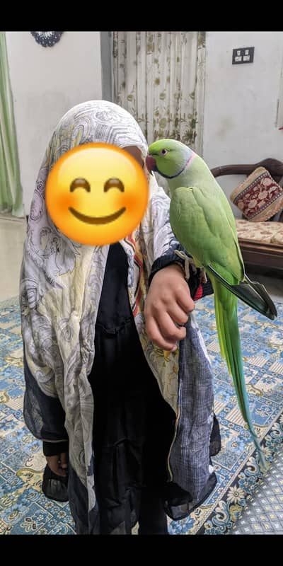 hand tamed ringneck parrot