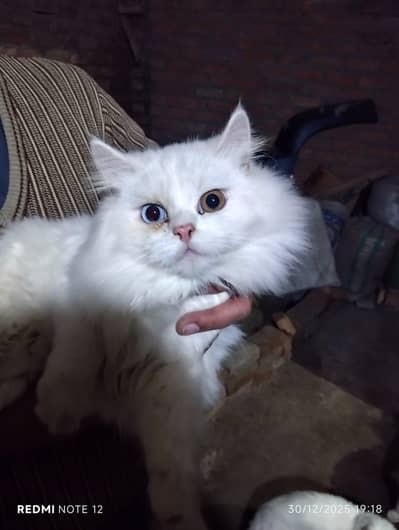 Persian Cat pair and Baby