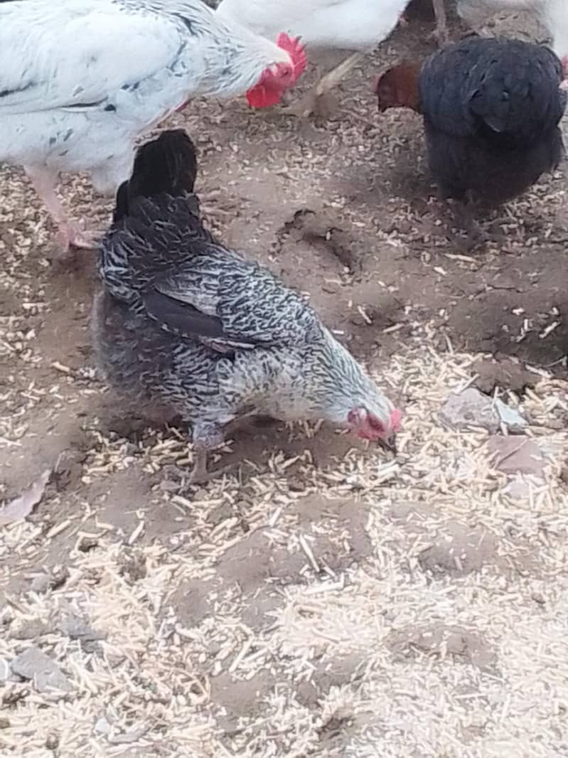 انڈے دینے والی مرغیاں اور مرغے 0