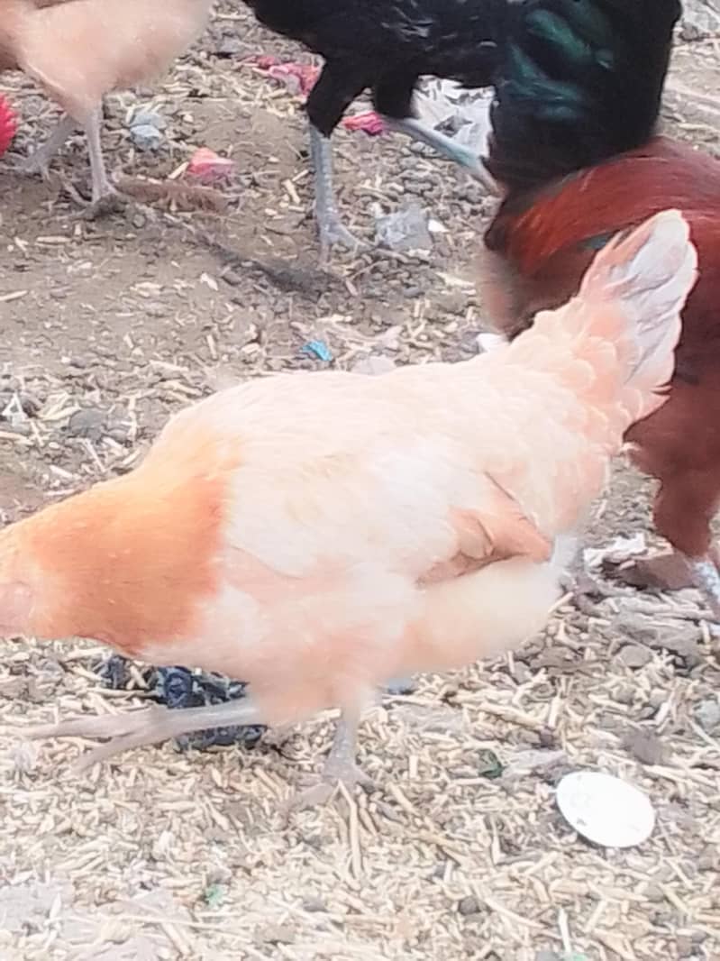 انڈے دینے والی مرغیاں اور مرغے 1