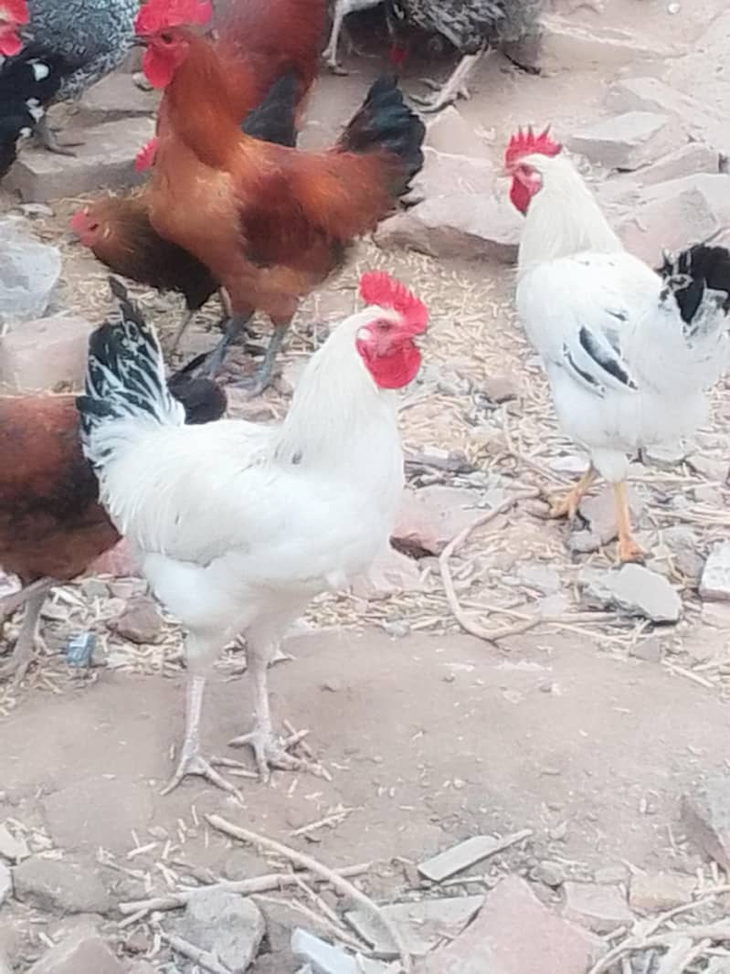 انڈے دینے والی مرغیاں اور مرغے 2