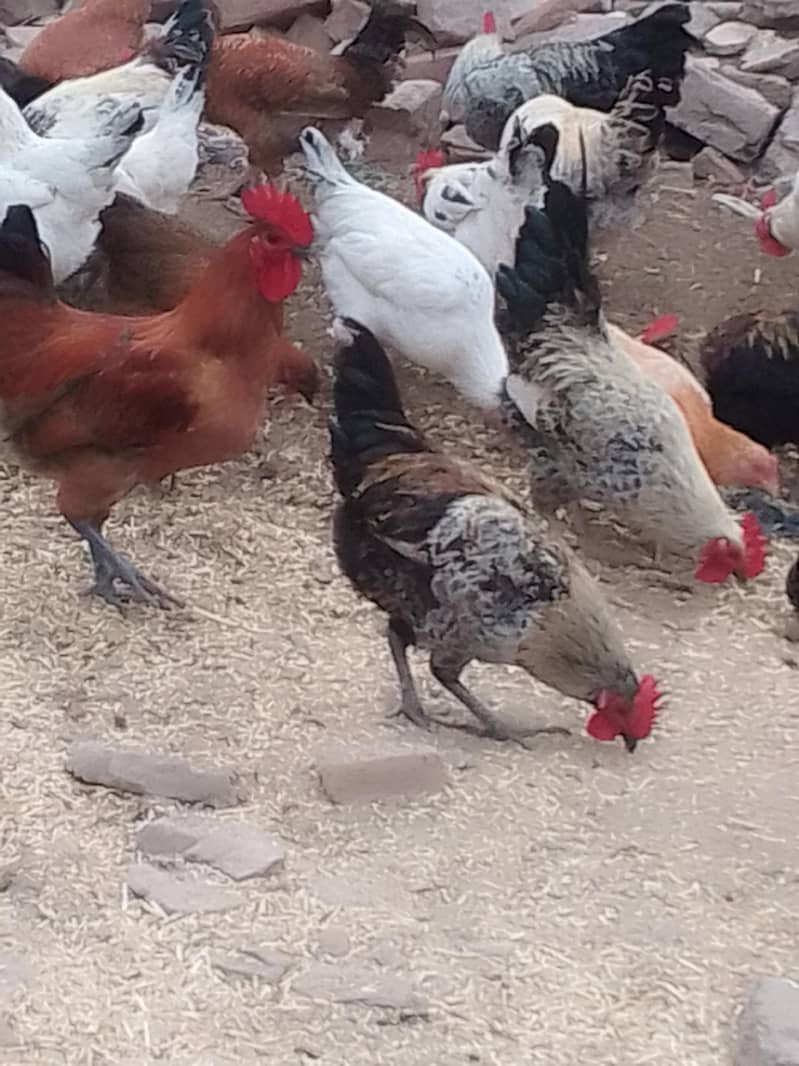 انڈے دینے والی مرغیاں اور مرغے 4