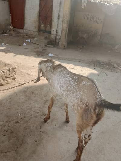 Bakra for sale