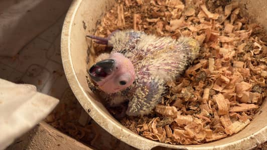 Sun Conure Red Factor Chick – Healthy & Hand-Fed