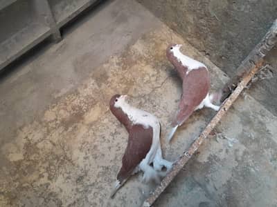 Sherazi pair for sale