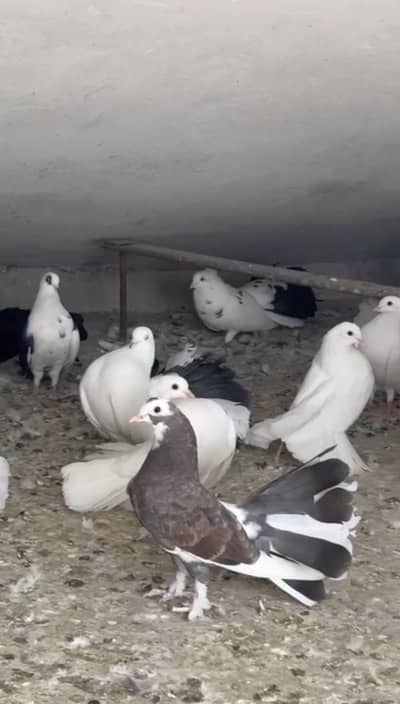 laka Peigons breeder pairs