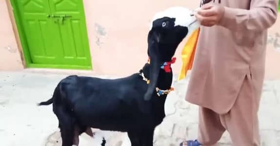 2 Bacchon Ka Sath Desi Bakri For Sale/ +03221442364