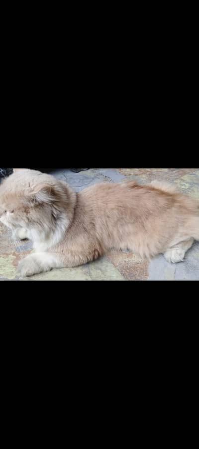 Very Beautiful Trained cat