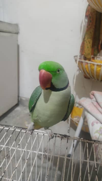 raw parrot , male