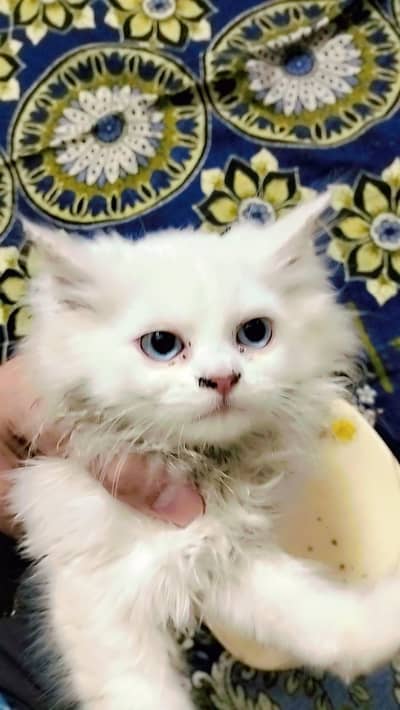 Persian kitten