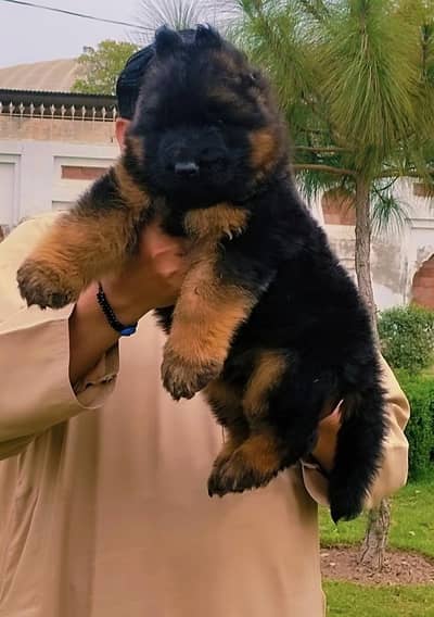 Top class German shepherd male puppy available