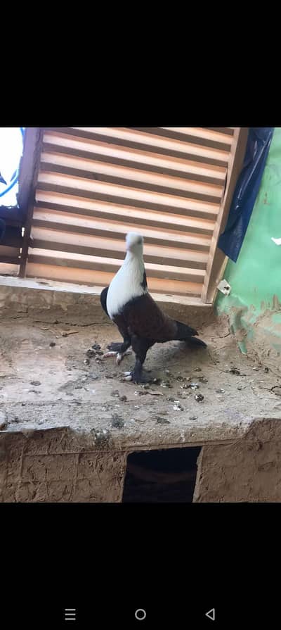 2 Female ha. Ando wali ha original garanty ka Sath