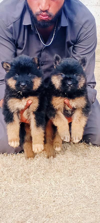 Garman shepherd puppies two female for sale
