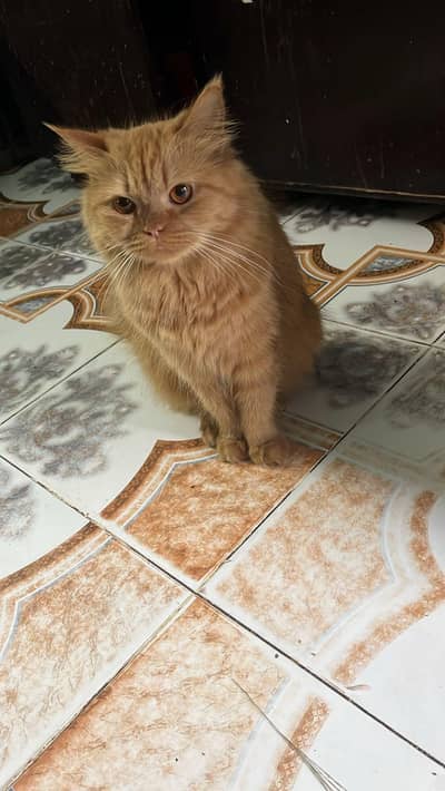 persian cat