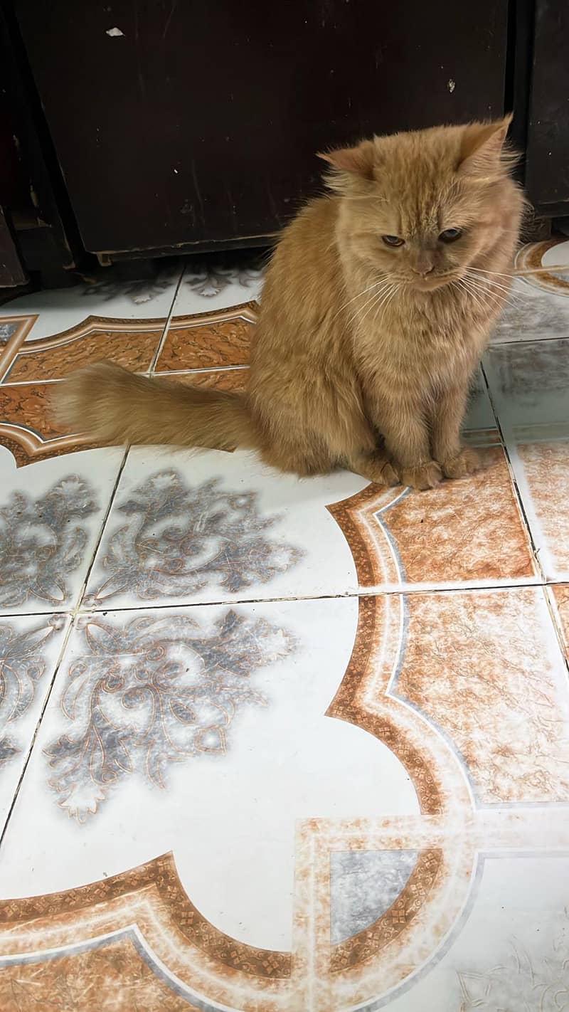 persian cat 1
