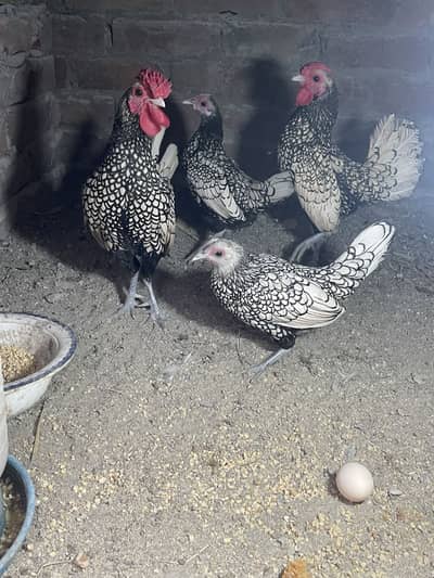 Fresh Fertile Eggs & Healthy Baby Chicks For Sale