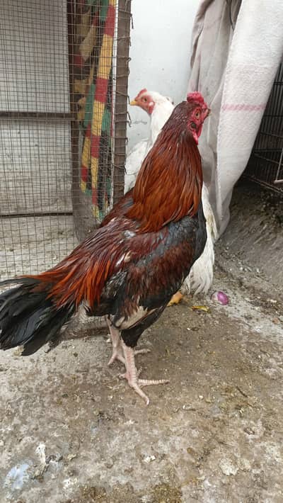 Urgent sale 2 white aseel 1 x aseel murga