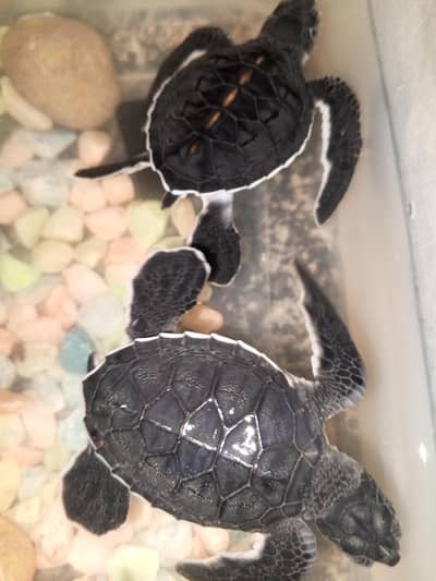 Pair of activie cute black surface turtles
