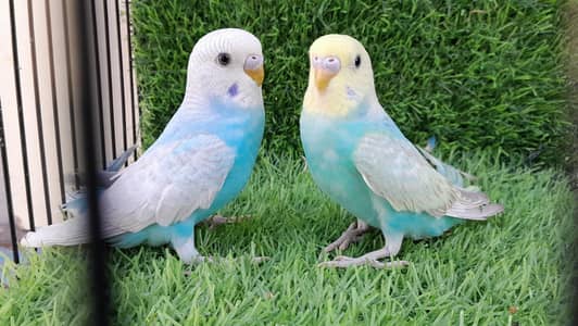 Rainbow Working 2 Pcs Pathy